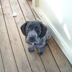 Blanding af racer Bertram