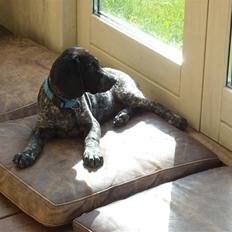 Blanding af racer Bertram