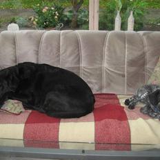 Blanding af racer Bertram