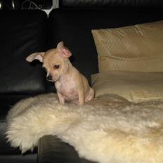 Chihuahua Micki