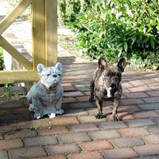 Fransk bulldog ~GUCCI~