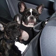 Fransk bulldog ~GUCCI~