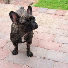 Fransk bulldog ~GUCCI~