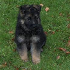 Schæferhund Digmann's Be Scared