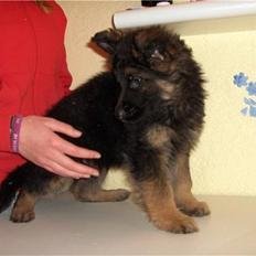 Schæferhund Digmann's Be Scared