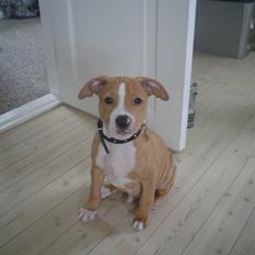 Blanding af racer PACO