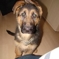 Schæferhund Dee-Jay