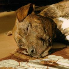 Amerikansk bulldog ****Donna**** himmelhund