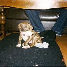 Amerikansk bulldog ****Donna**** himmelhund