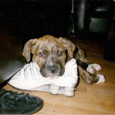 Amerikansk bulldog ****Donna**** himmelhund