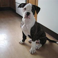 Amerikansk bulldog ****Daisy**** himmelhund <3