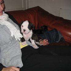 Amerikansk bulldog ****Daisy**** himmelhund <3