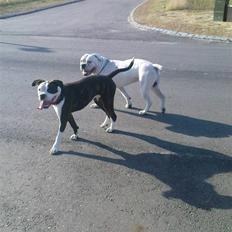 Amerikansk bulldog ****Daisy**** himmelhund <3