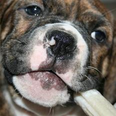 Olde english bulldogge Sally 