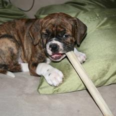 Olde english bulldogge Sally 