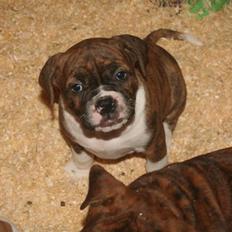 Olde english bulldogge Sally 