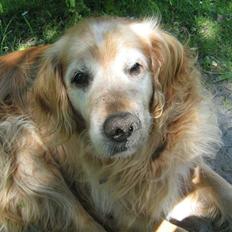 Golden retriever Rocky Hektor           Du er elsket og savnte skat