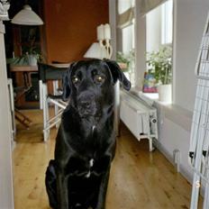 Labrador retriever Baloo (himmelhund)