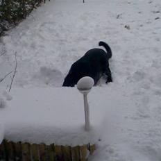 Labrador retriever Baloo (himmelhund)