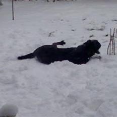 Labrador retriever Baloo (himmelhund)