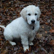 Golden retriever Grejsdalens Xavier (Gizmo