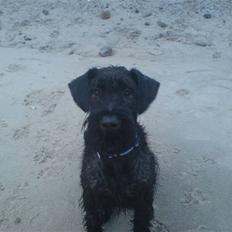 Riesenschnauzer Yapyards me and Sarah Jan