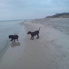 Riesenschnauzer Yapyards me and Sarah Jan