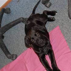 Blanding af racer Snoopy (DØD)