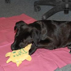 Blanding af racer Snoopy (DØD)