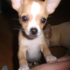 Chihuahua Chaos