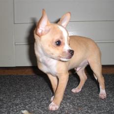 Chihuahua Chaos
