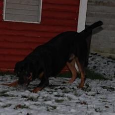 Blanding af racer - Ozzi