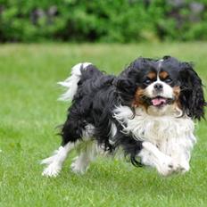 Cavalier king charles spaniel - Bobby