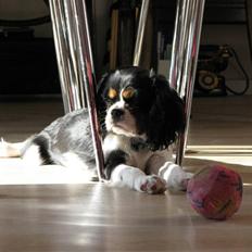 Cavalier king charles spaniel - Bobby