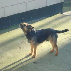 Border terrier Dalshøj´s Blue Diamond (Basse)