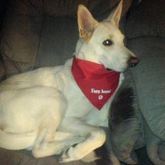 Hvid schæfer Amanda <3