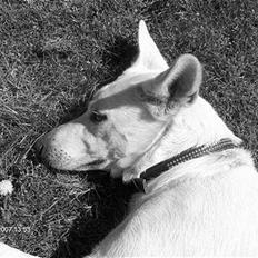 Hvid schæfer Amanda <3