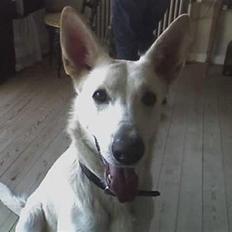 Hvid schæfer Amanda <3