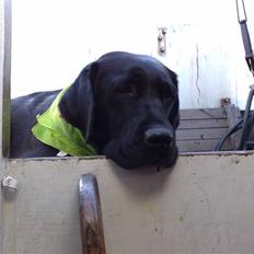 Labrador retriever cherri