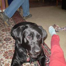 Labrador retriever cherri
