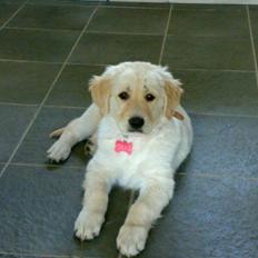 Blanding af racer sille