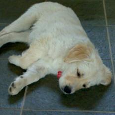 Blanding af racer sille