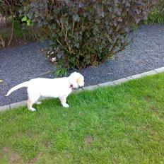 Blanding af racer sille