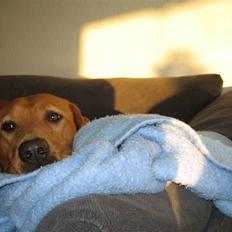 Blanding af racer trunte/dunde 