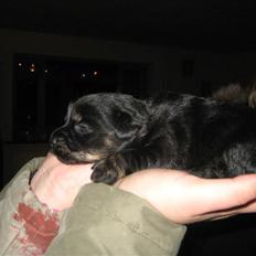 Blanding af racer Mulan