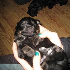 Blanding af racer Mulan