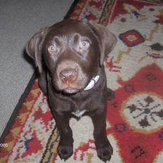 Labrador retriever Lady R.I.P :'(