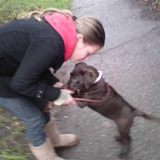 Labrador retriever Lady R.I.P :'(