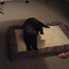 Labrador retriever Lady R.I.P :'(