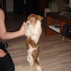 Chihuahua Charlie (R.I.P)